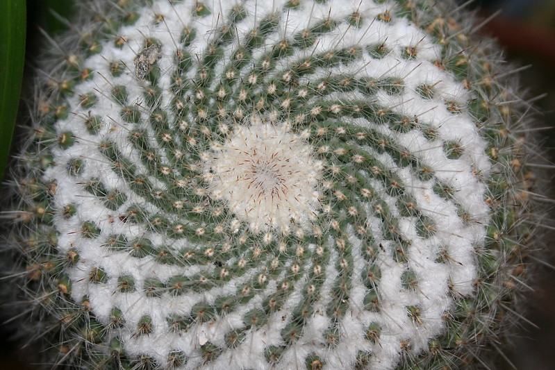 20 plantes aux formes géométriques 20 plantes aux formes geometriques 6 20-plantes-aux-formes-geometriques-6