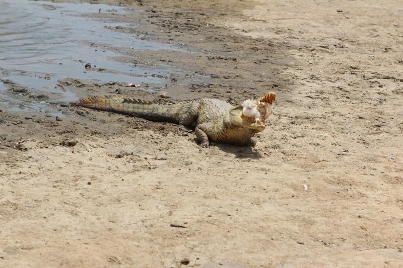 Les crocodiles dociles de Paga Les crocodiles dociles de Paga 4 Les-crocodiles-dociles-de-Paga-4