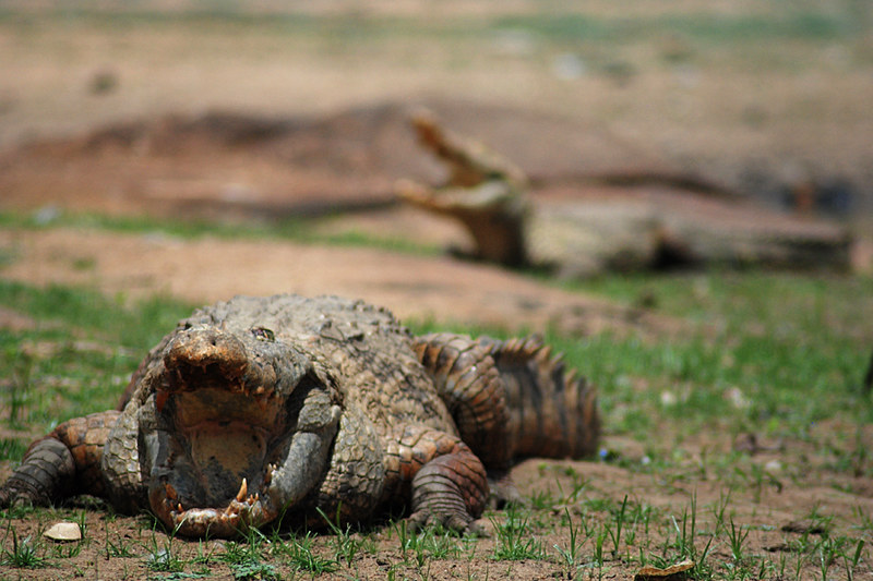 Les crocodiles dociles de Paga Les crocodiles dociles de Paga 6 Les-crocodiles-dociles-de-Paga-6
