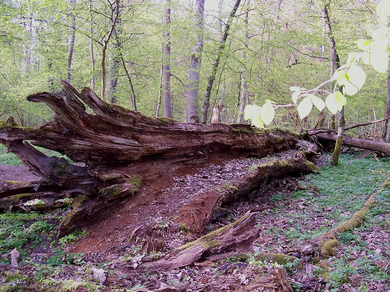 vieux chêne mort dans la forêt primaire de Białowieża vieux chêne mort dans la forêt primaire de Białowieża