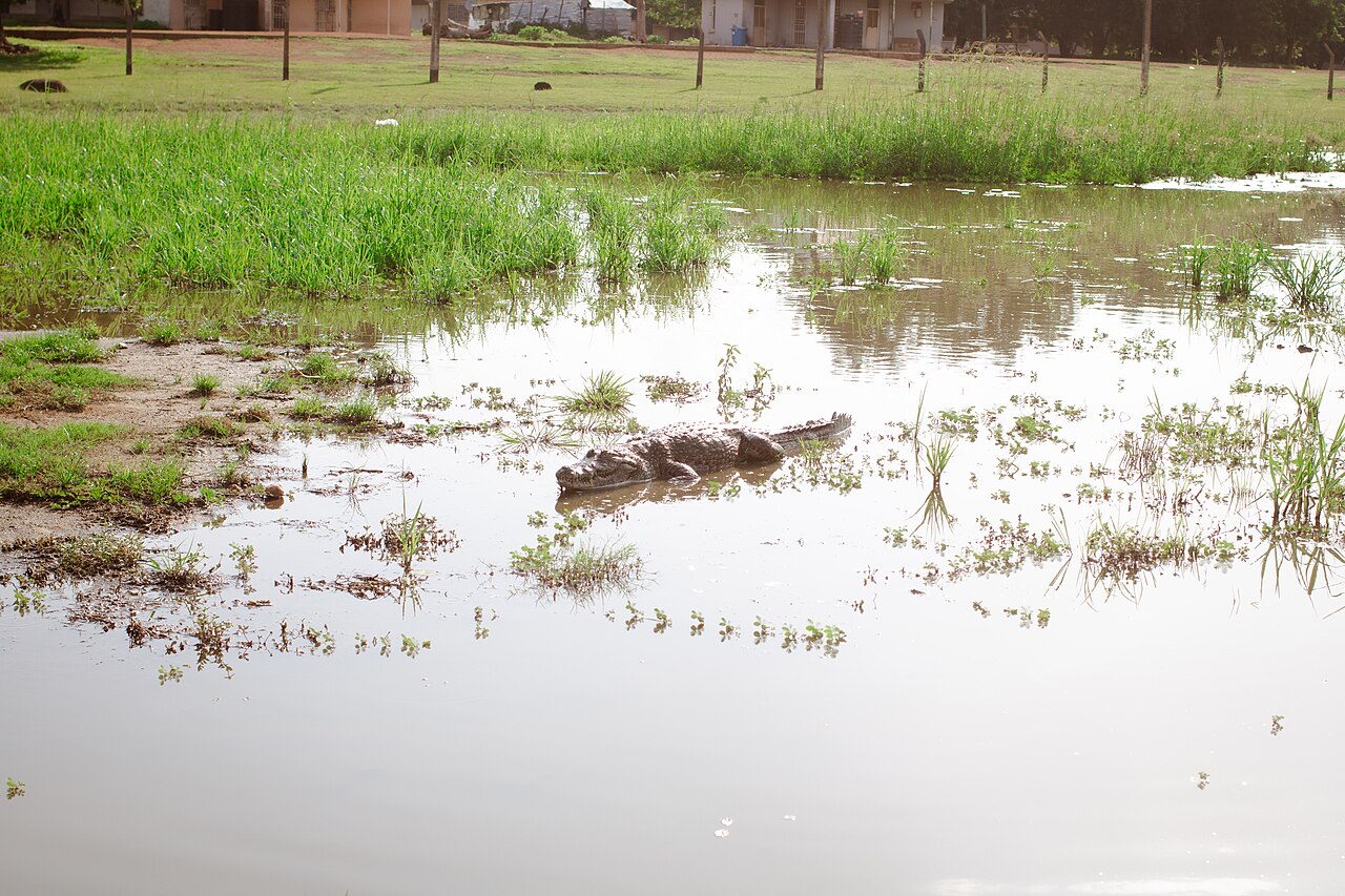 Crocodile d'Afrique de l'Ouest dans l'étang de Paga au Ghana Crocodile d'Afrique de l'Ouest dans l'étang de Paga au Ghana