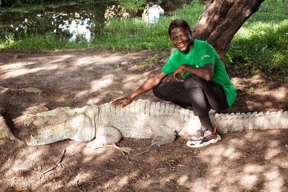 Les crocodiles dociles de Paga, reptiles sacrés du nord du Ghana crocodile paga ghana contact humain Visiteur approchant un crocodile de Paga au Ghana