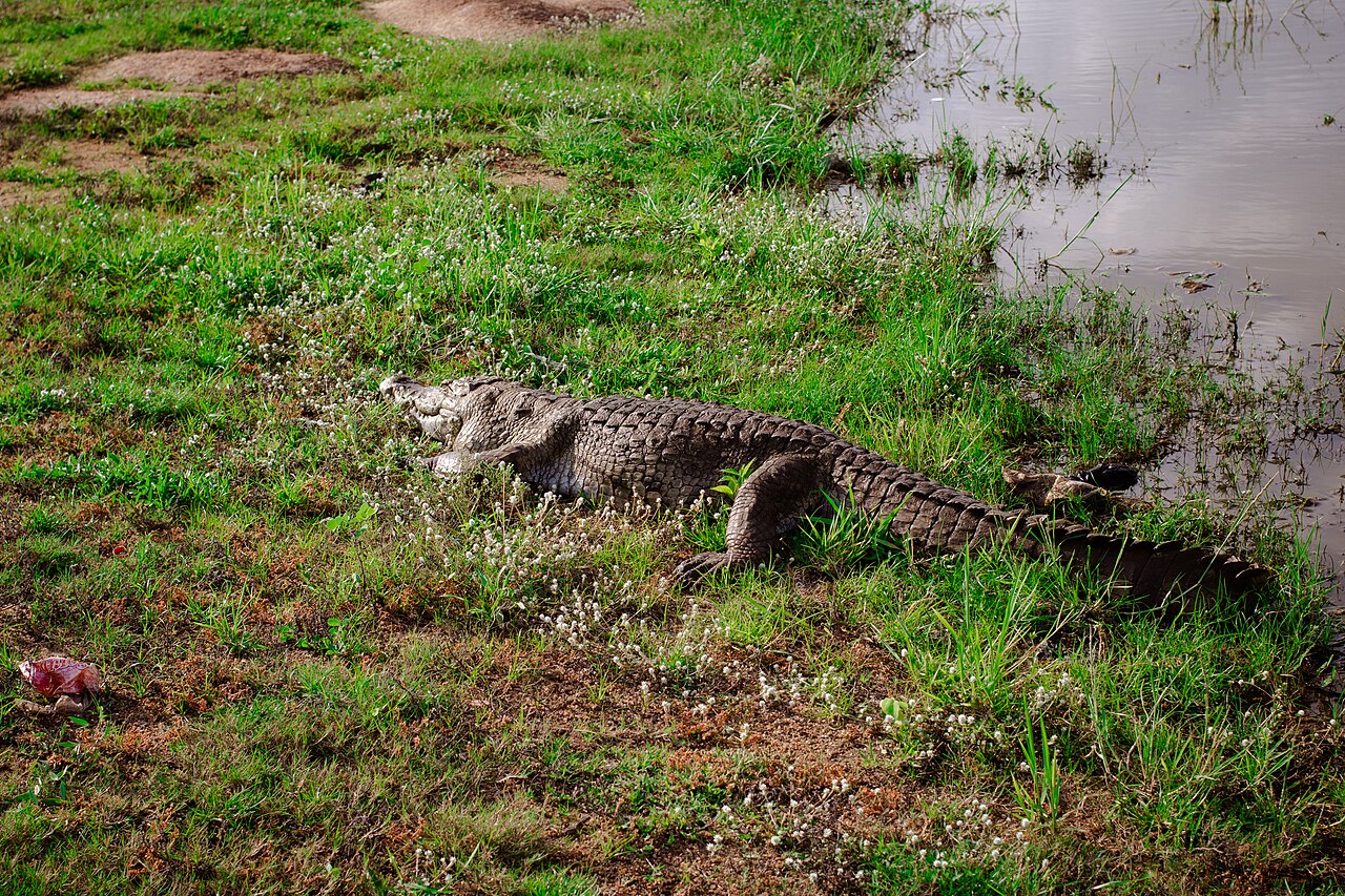 Crocodile au bord de l'étang sacré de Paga au Ghana Crocodile au bord de l'étang sacré de Paga au Ghana