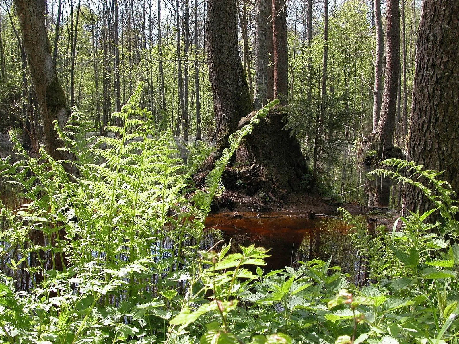 foret de Bialowieza Bialovese foret primaire d Europe 10 sous-bois de la forêt primaire de Białowieża en Pologne