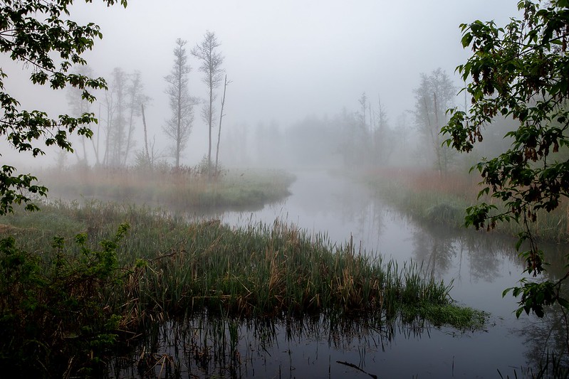La forêt de Bialowieża (Bialovèse) - forêt primaire d'Europe foret de Bialowieza Bialovese foret primaire d Europe 13 foret-de-Białowieza-Bialovese-foret-primaire-d-Europe-13