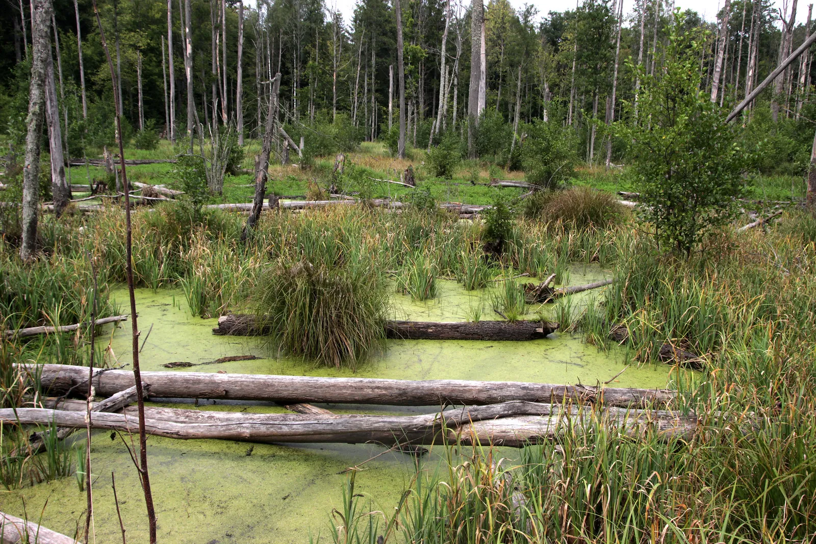 foret de Białowieza Bialovese foret primaire d Europe 15 foret de Białowieza Bialovese foret primaire d Europe 15