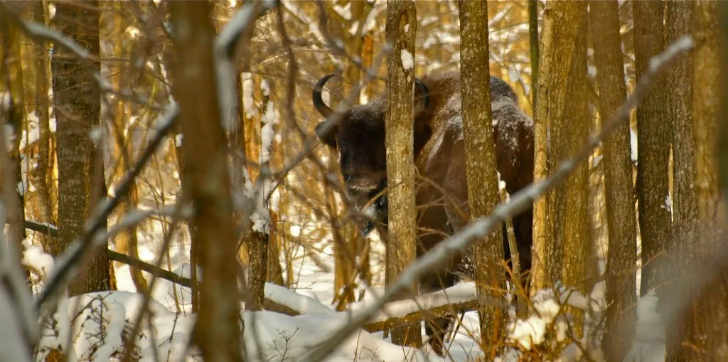 bison d’Europe dans la forêt enneigée de Białowieża bison d’Europe dans la forêt enneigée de Białowieża