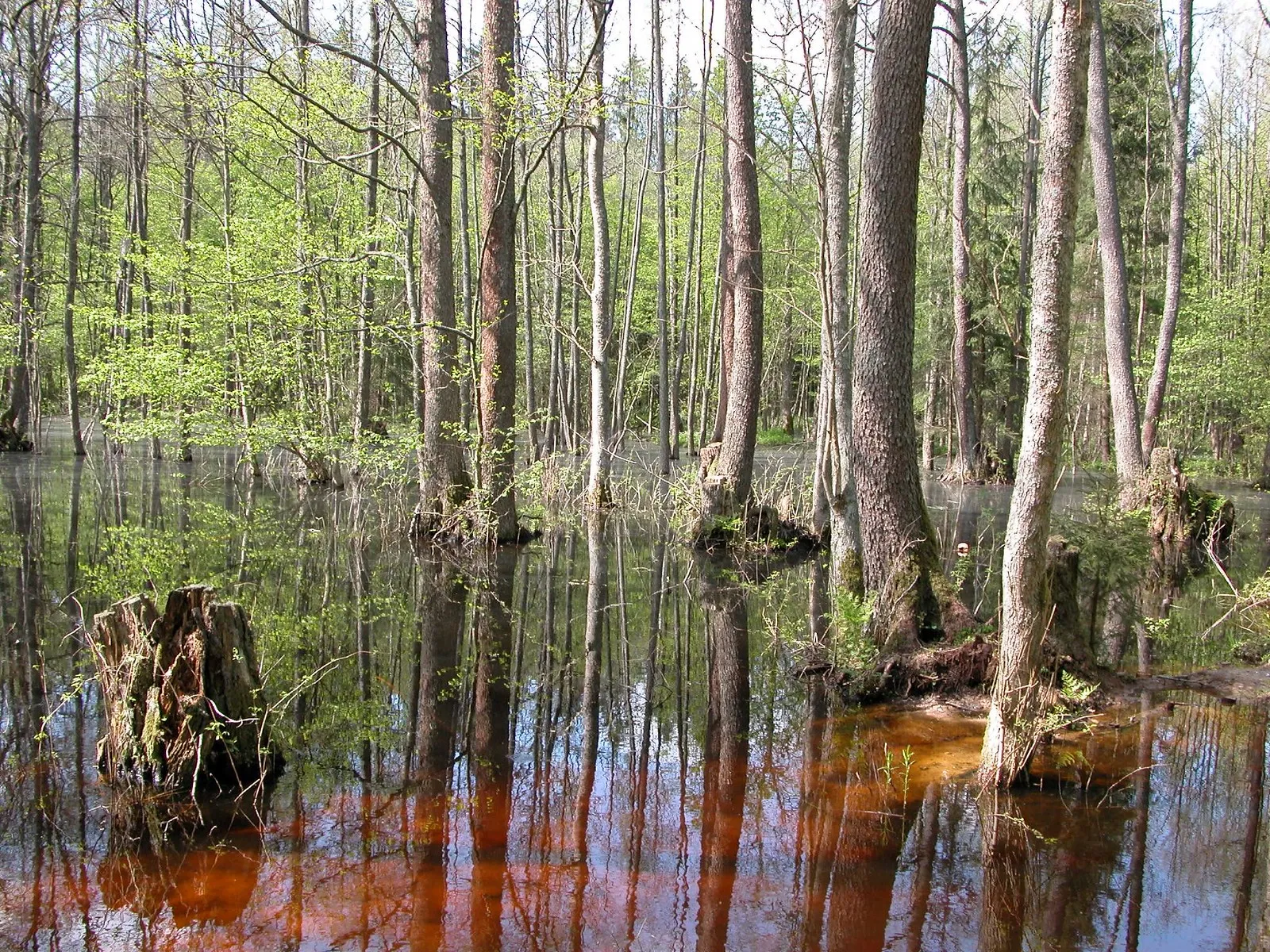 végétation printanière dans la forêt de Białowieża en Pologne végétation printanière dans la forêt de Białowieża en Pologne