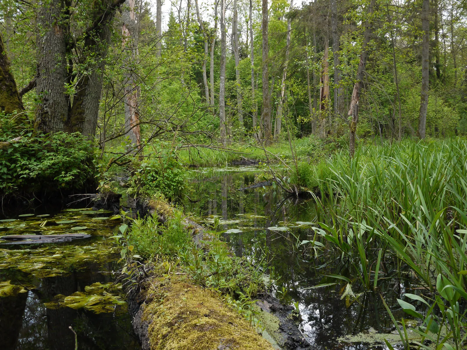 végétation naturelle dans le parc national de Białowieża en Pologne végétation naturelle dans le parc national de Białowieża en Pologne