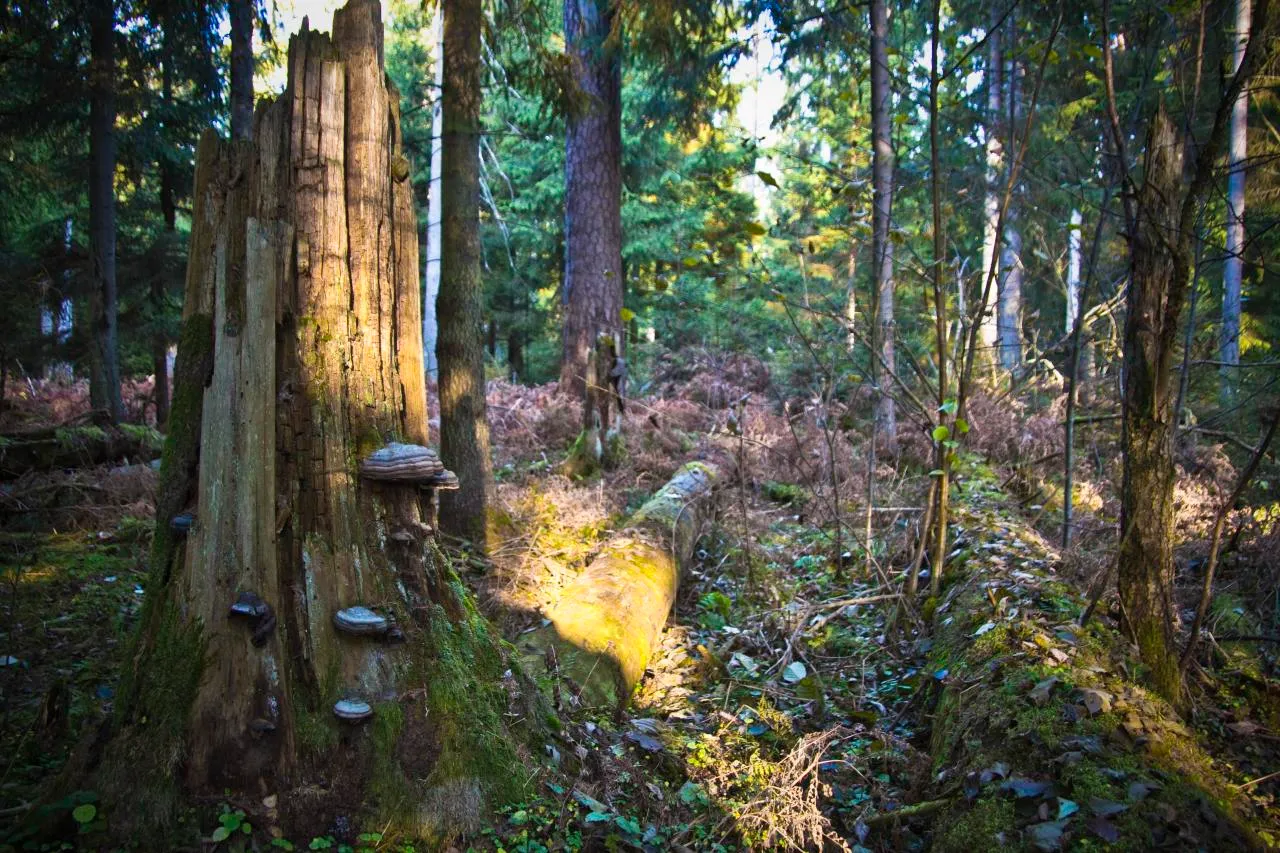 foret de Białowieza Bialovese foret primaire d Europe 8 foret de Białowieza Bialovese foret primaire d Europe 8