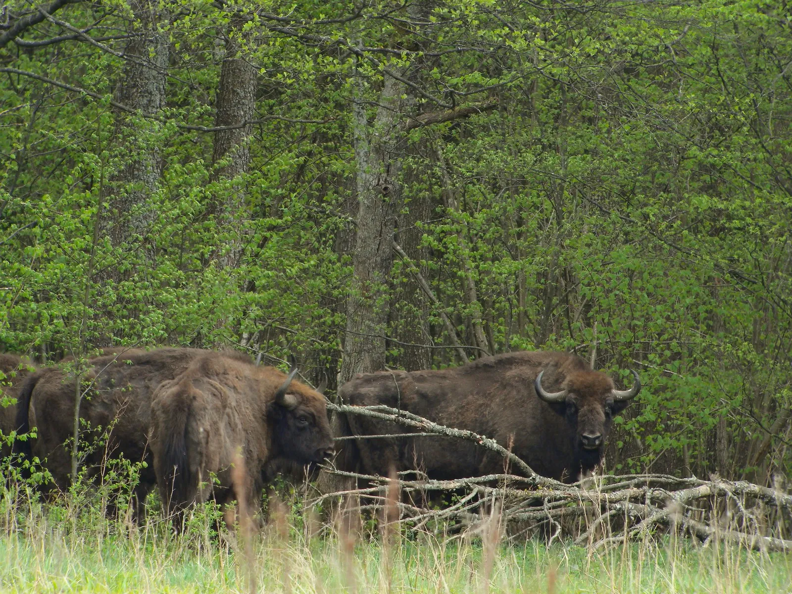 foret de Białowieza Bialovese foret primaire d Europe bisons foret de Białowieza Bialovese foret primaire d Europe bisons