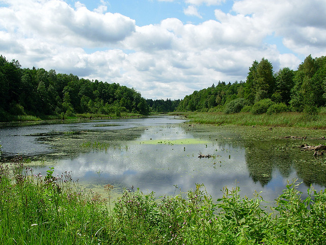 La forêt de Bialowieża (Bialovèse) - forêt primaire d'Europe foret de Białowieza Bialovese foret primaire d Europe 11 foret-de-Białowieza-Bialovese-foret-primaire-d-Europe-11
