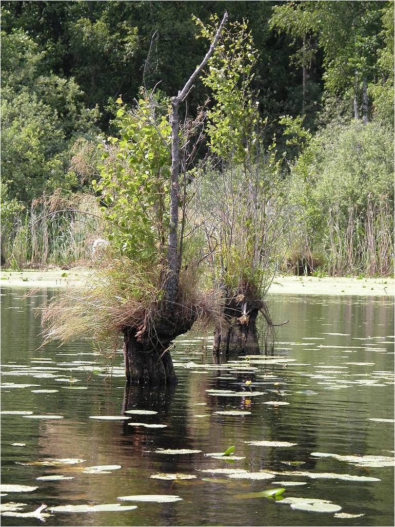 La forêt de Bialowieża (Bialovèse) - forêt primaire d'Europe foret de Białowieza Bialovese foret primaire d Europe 12 foret-de-Białowieza-Bialovese-foret-primaire-d-Europe-12