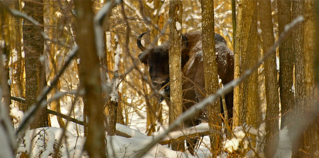 La forêt de Bialowieża (Bialovèse) - forêt primaire d'Europe foret de Białowieza Bialovese foret primaire d Europe 2 foret-de-Białowieza-Bialovese-foret-primaire-d-Europe-2