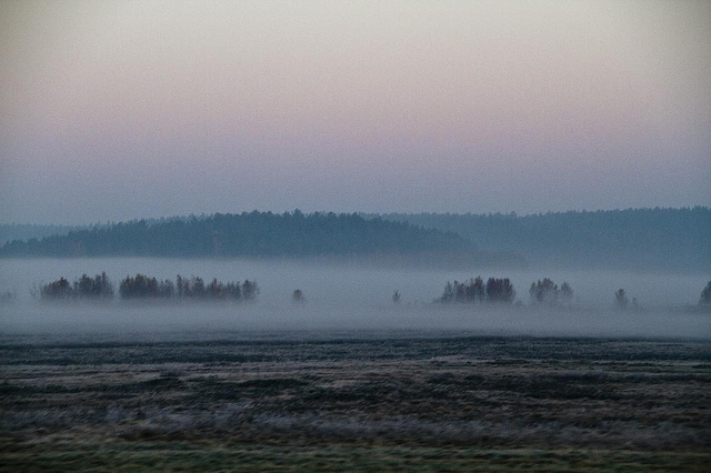 La forêt de Bialowieża (Bialovèse) - forêt primaire d'Europe foret de Białowieza Bialovese foret primaire d Europe 3 foret-de-Białowieza-Bialovese-foret-primaire-d-Europe-3
