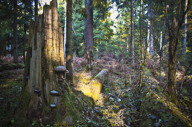 La forêt de Bialowieża (Bialovèse) - forêt primaire d'Europe foret de Białowieza Bialovese foret primaire d Europe 8 foret-de-Białowieza-Bialovese-foret-primaire-d-Europe-8