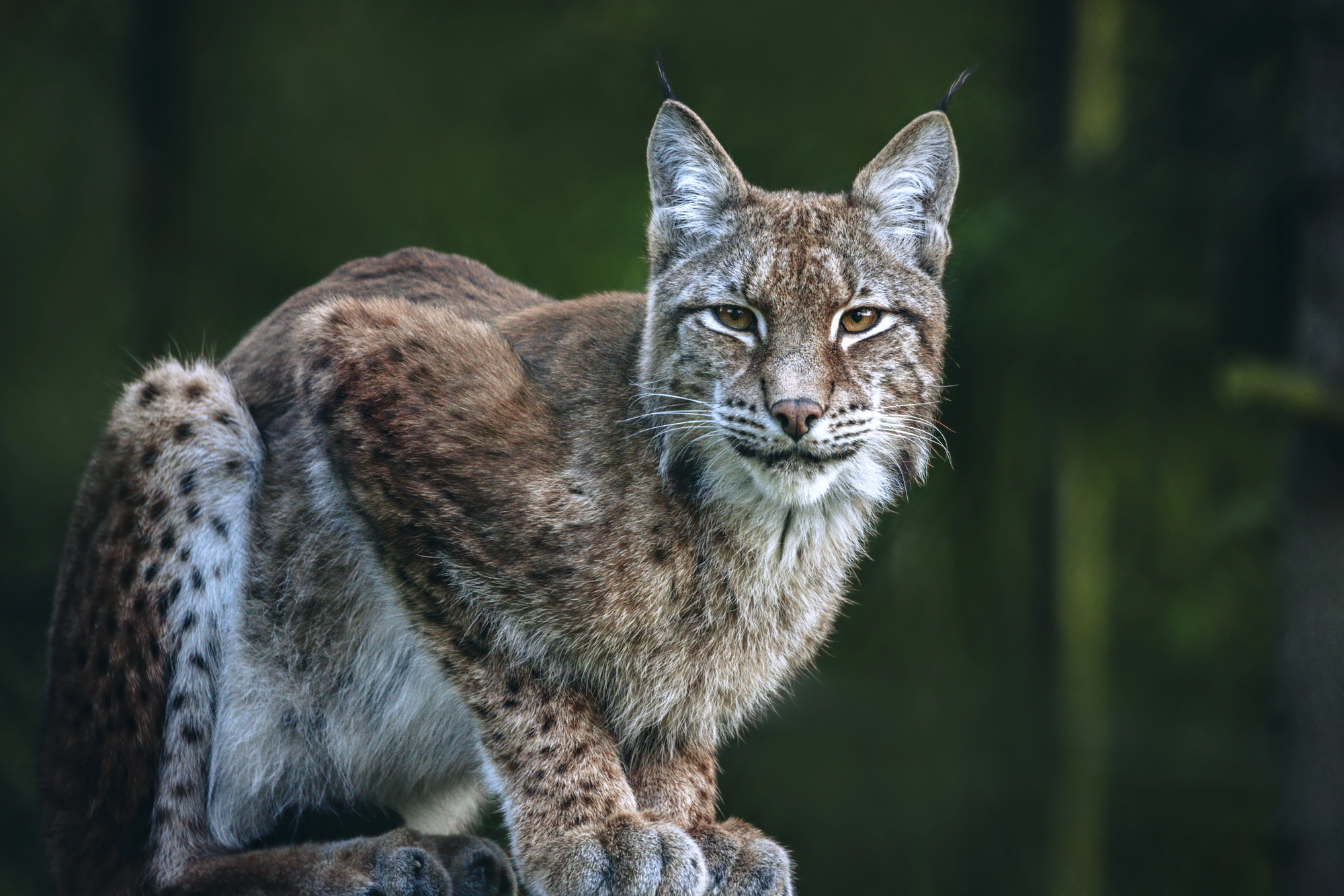 lynx boréal dans la forêt de Białowieża en Pologne lynx boréal dans la forêt de Białowieża en Pologne