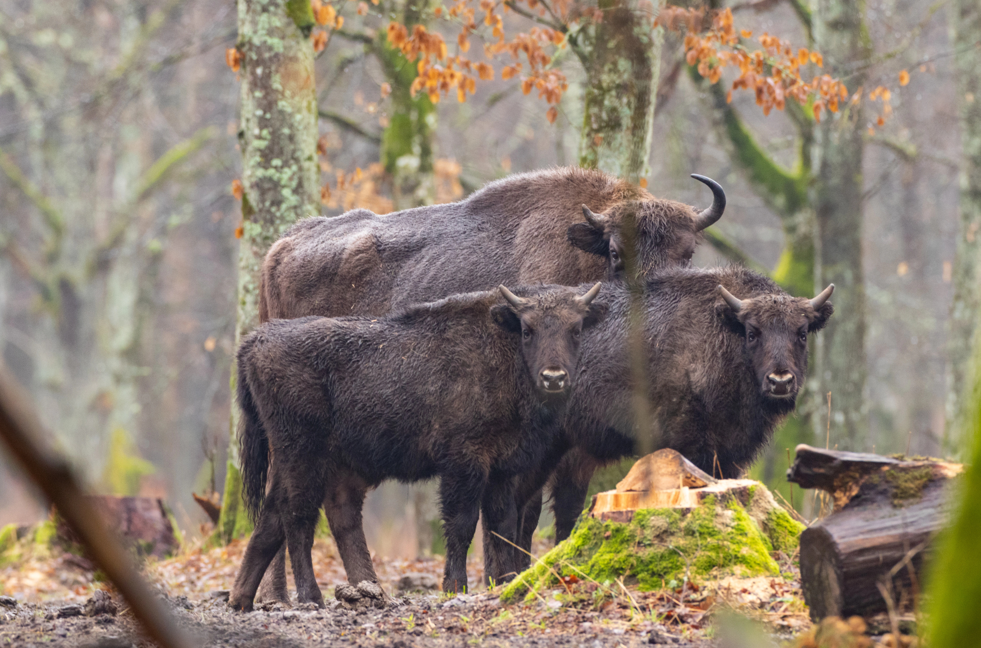 Troupeau de bisons d’Europe avec des veaux dans la forêt de Białowieża en hiver Troupeau de bisons d’Europe avec des veaux dans la forêt de Białowieża en hiver