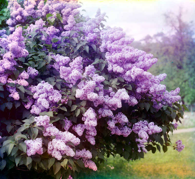 30 photos couleurs rares de l'empire russe début 1900 30 photos couleurs rares de l empire russe debut 1900 20 30-photos-couleurs-rares-de-l-empire-russe-debut-1900-20