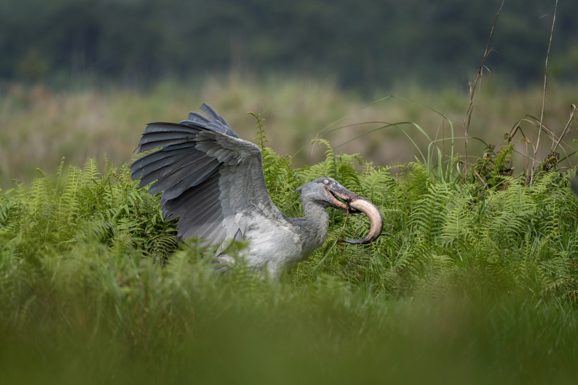 Le bec-en-sabot du Nil ou le digne descendant du vélociraptor Le bec en sabot du Nil oiseau dinosaure 2 Le-bec-en-sabot-du-Nil-oiseau-dinosaure-2