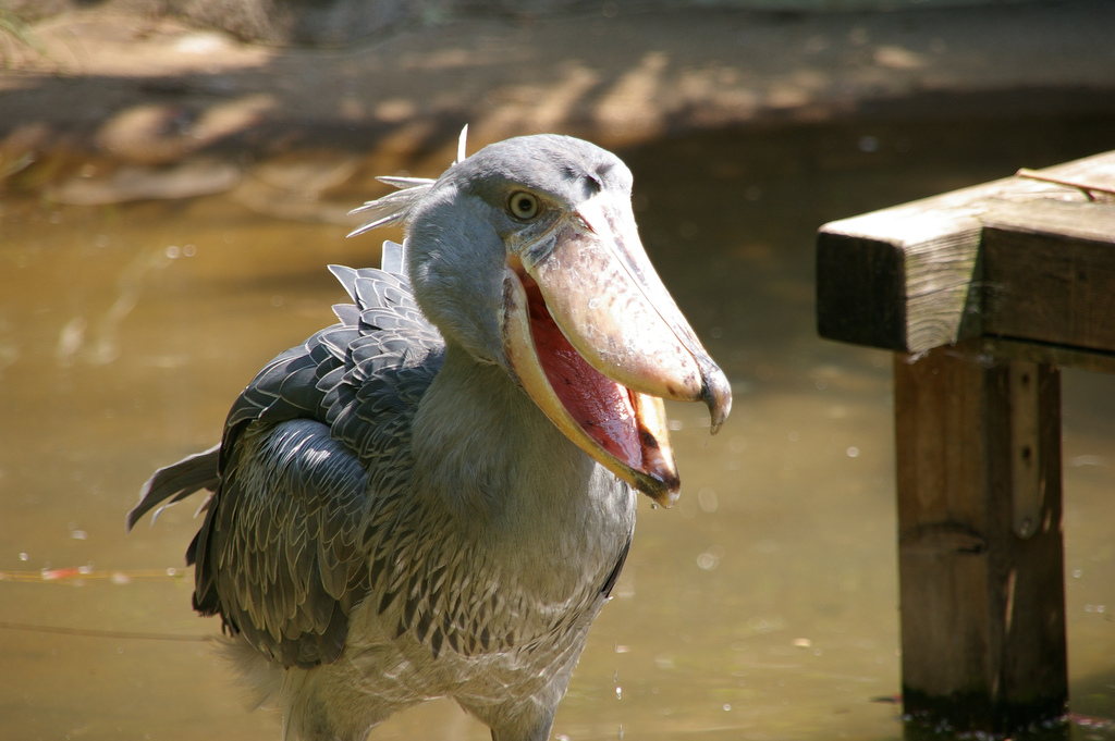 Le bec-en-sabot du Nil ou le digne descendant du vélociraptor Le bec en sabot du Nil ou le digne descendant du velociraptor 10 Le-bec-en-sabot-du-Nil-ou-le-digne-descendant-du-velociraptor-10