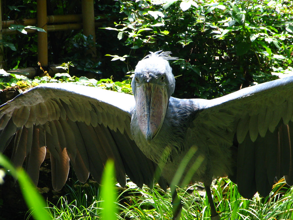 Le bec-en-sabot du Nil ou le digne descendant du vélociraptor Le bec en sabot du Nil ou le digne descendant du velociraptor 11 Le-bec-en-sabot-du-Nil-ou-le-digne-descendant-du-velociraptor-11