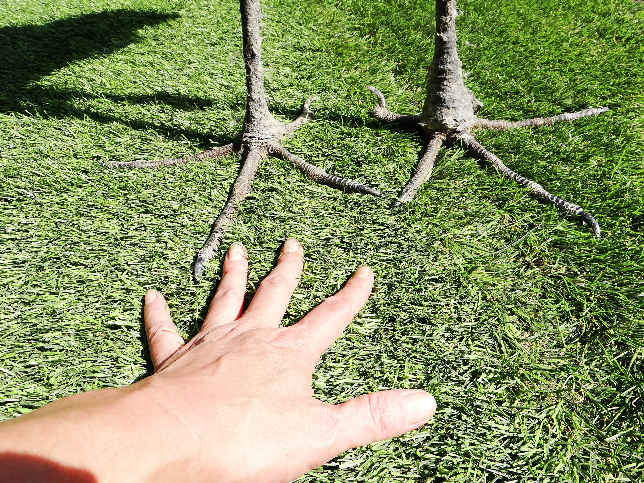 Le bec-en-sabot du Nil ou le digne descendant du vélociraptor Le bec en sabot du Nil ou le digne descendant du velociraptor 13 Le-bec-en-sabot-du-Nil-ou-le-digne-descendant-du-velociraptor-13