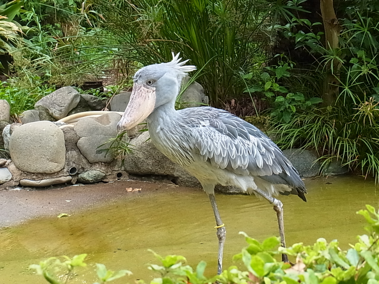 Le bec-en-sabot du Nil ou le digne descendant du vélociraptor Le bec en sabot du Nil ou le digne descendant du velociraptor 15 Le-bec-en-sabot-du-Nil