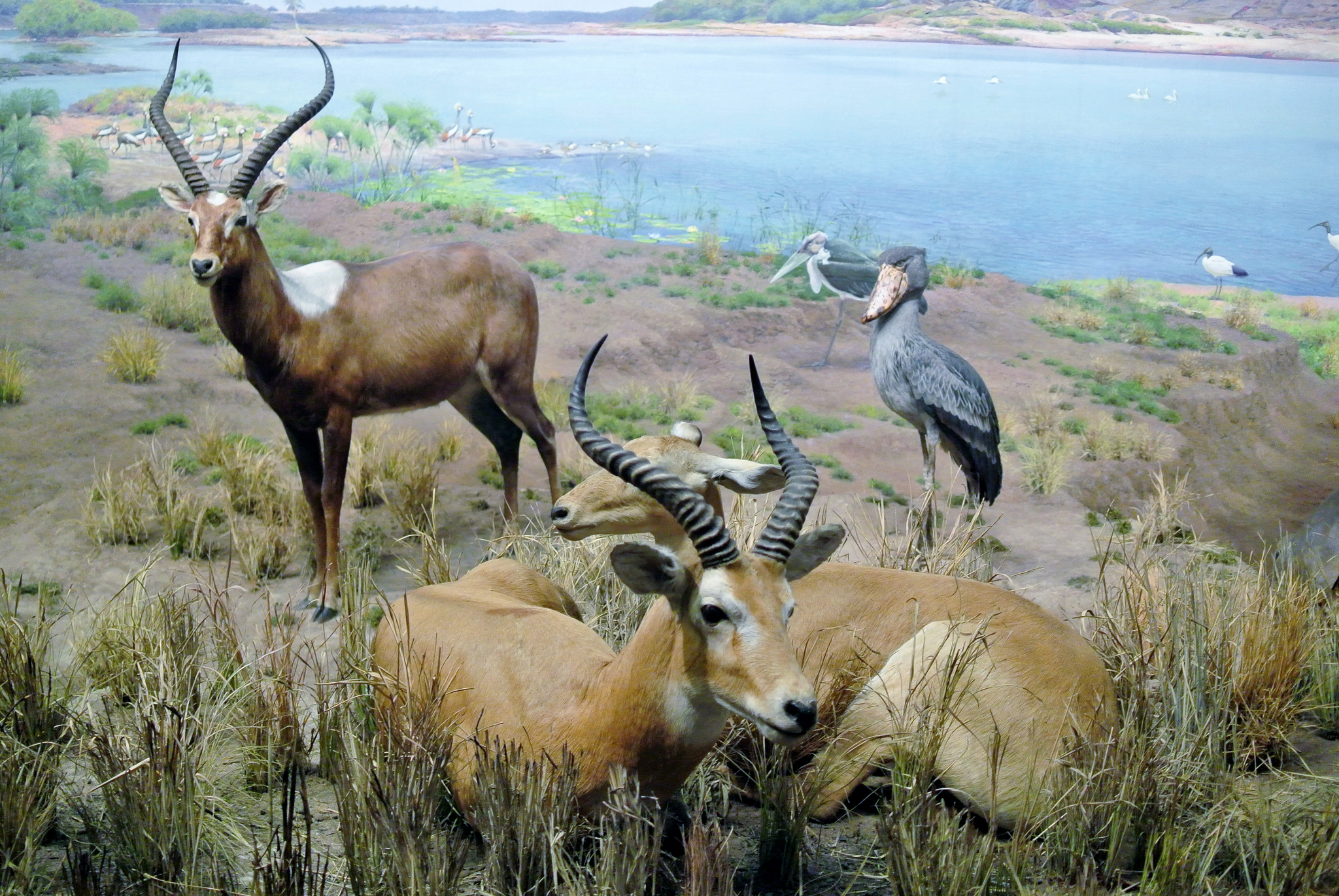 Le bec-en-sabot du Nil ou le digne descendant du vélociraptor Le bec en sabot du Nil ou le digne descendant du velociraptor 3 Le-bec-en-sabot-du-Nil-ou-le-digne-descendant-du-velociraptor-3