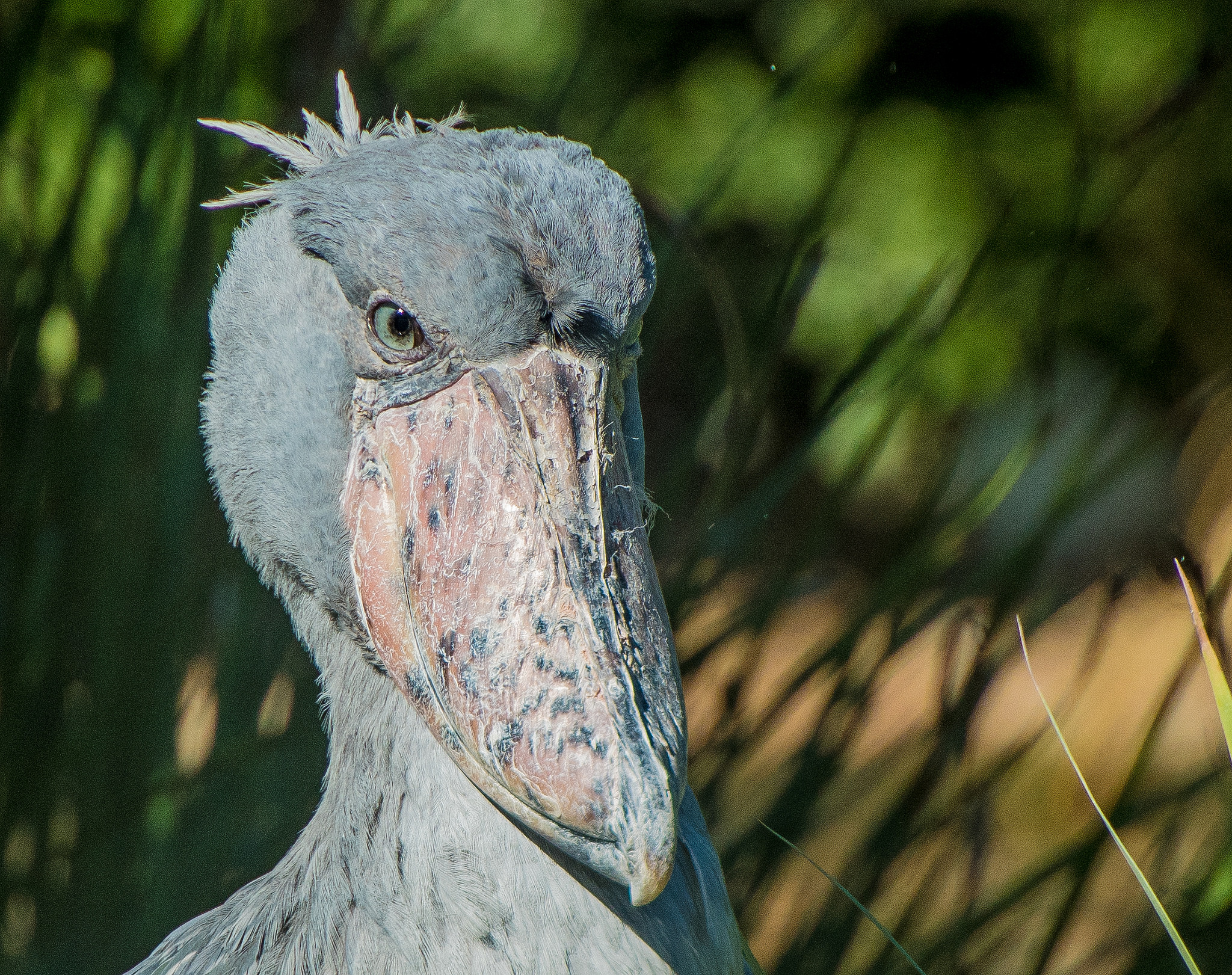 Le bec-en-sabot du Nil ou le digne descendant du vélociraptor Le bec en sabot du Nil ou le digne descendant du velociraptor 5 Le-bec-en-sabot-du-Nil-ou-le-digne-descendant-du-velociraptor-5
