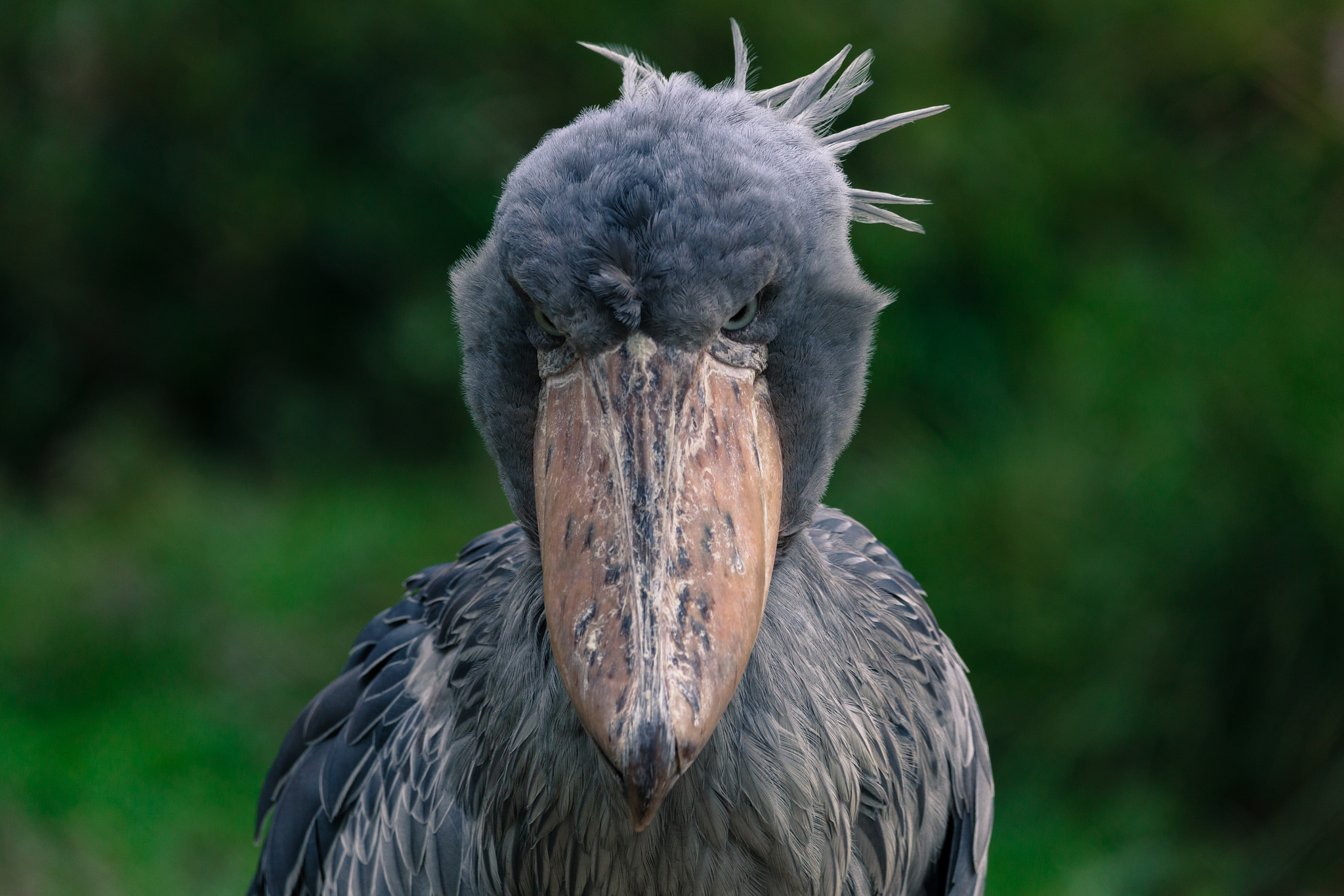 Le bec-en-sabot du Nil ou le digne descendant du vélociraptor Le bec en sabot du Nil ou le digne descendant du velociraptor 6 Le-bec-en-sabot-du-Nil-ou-le-digne-descendant-du-velociraptor-6
