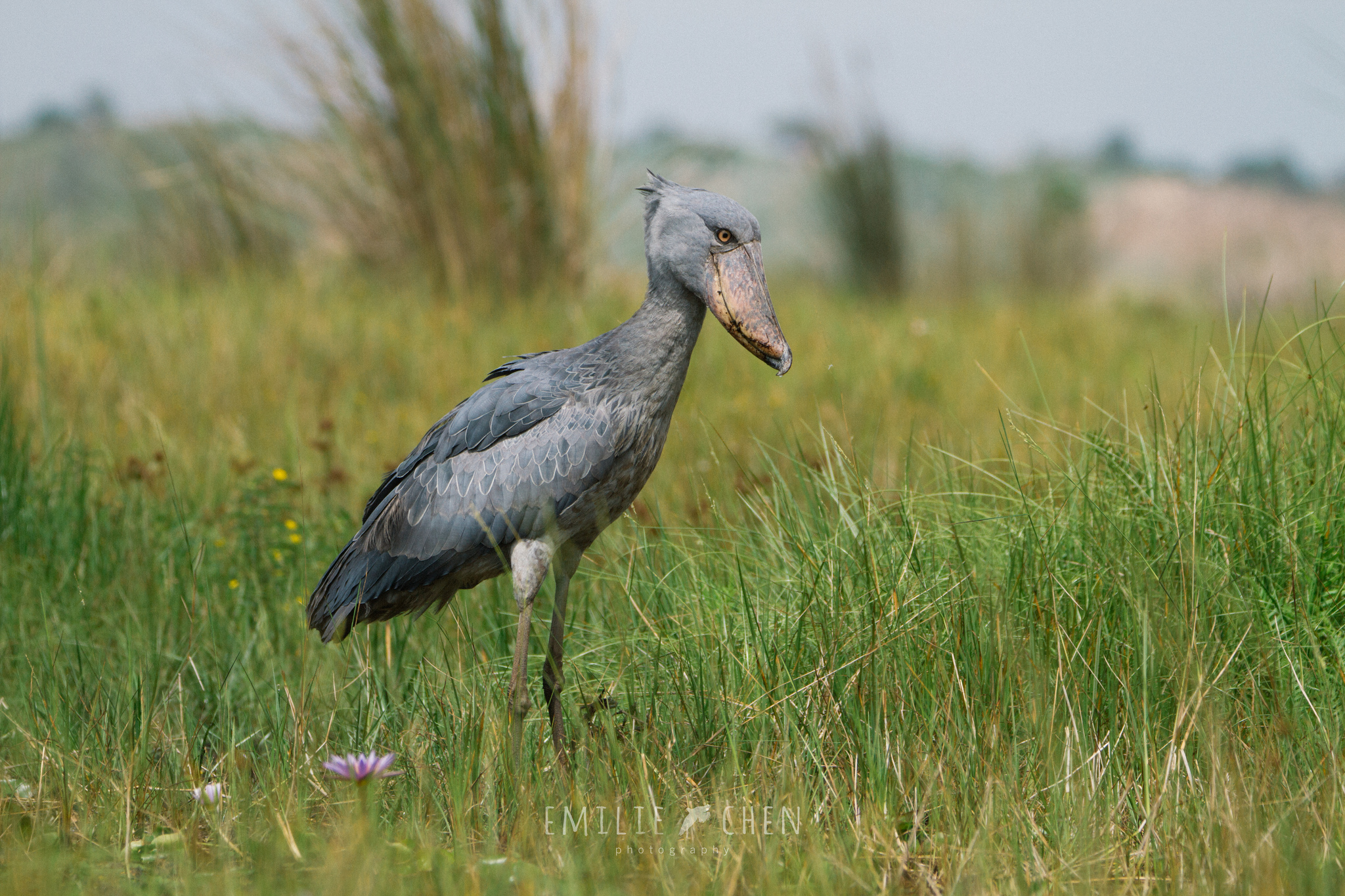 Le bec-en-sabot du Nil ou le digne descendant du vélociraptor Le bec en sabot du Nil ou le digne descendant du velociraptor 9 Le-bec-en-sabot-du-Nil-ou-le-digne-descendant-du-velociraptor-9