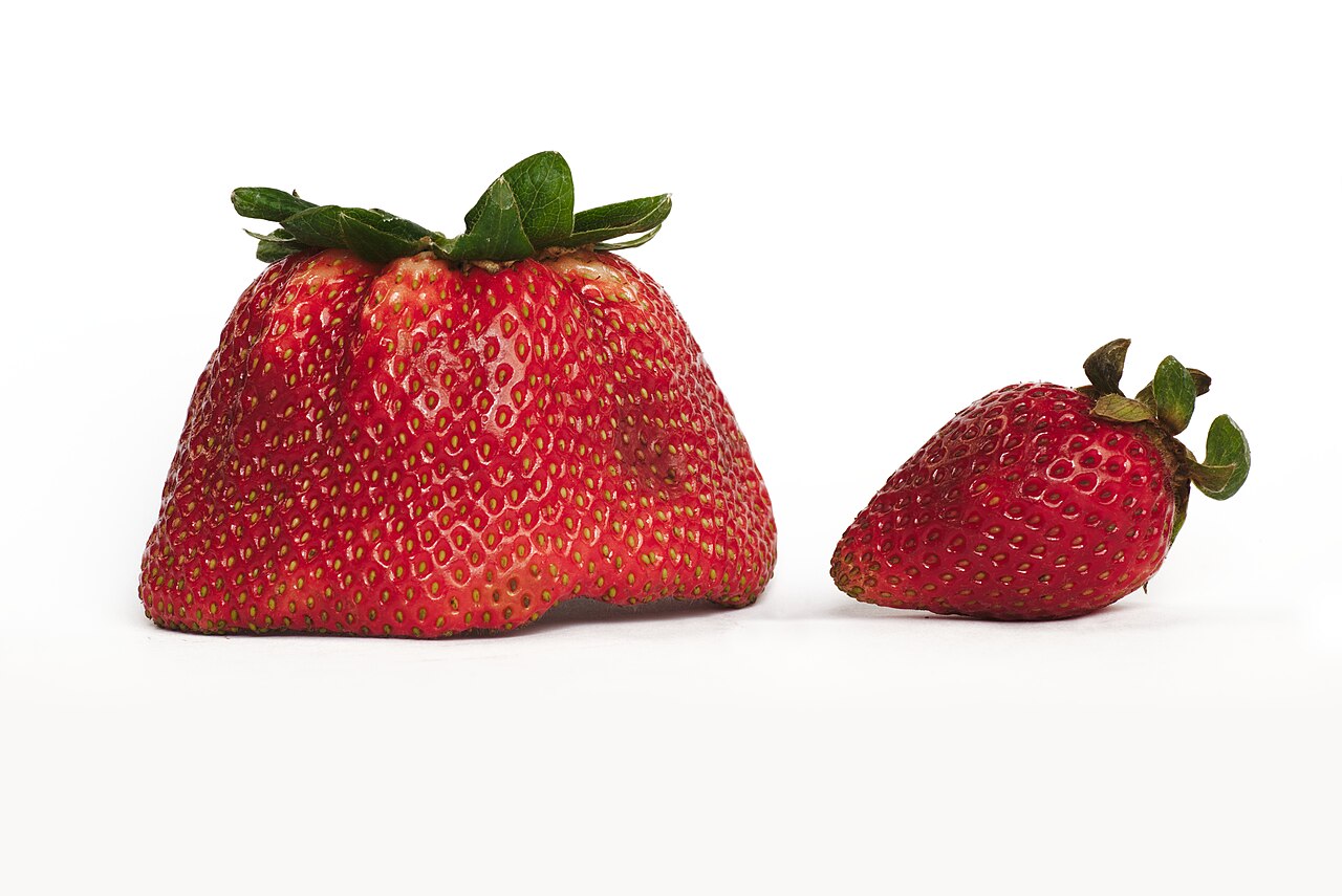 Très grosse fraise comparée à une fraise de taille normale Très grosse fraise comparée à une fraise de taille normale