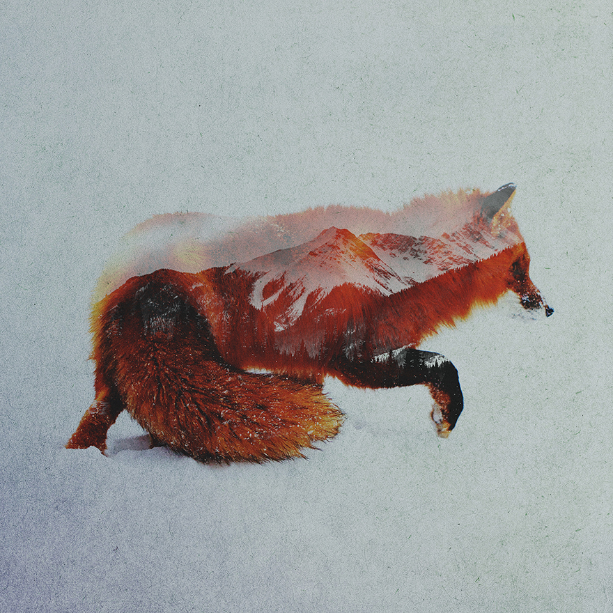 Les photos double exposition animaux-paysages de Andreas Lie photos double exposition animaux paysages de Andreas Lie 1 photos-double-exposition-animaux-paysages-de-Andreas-Lie-1