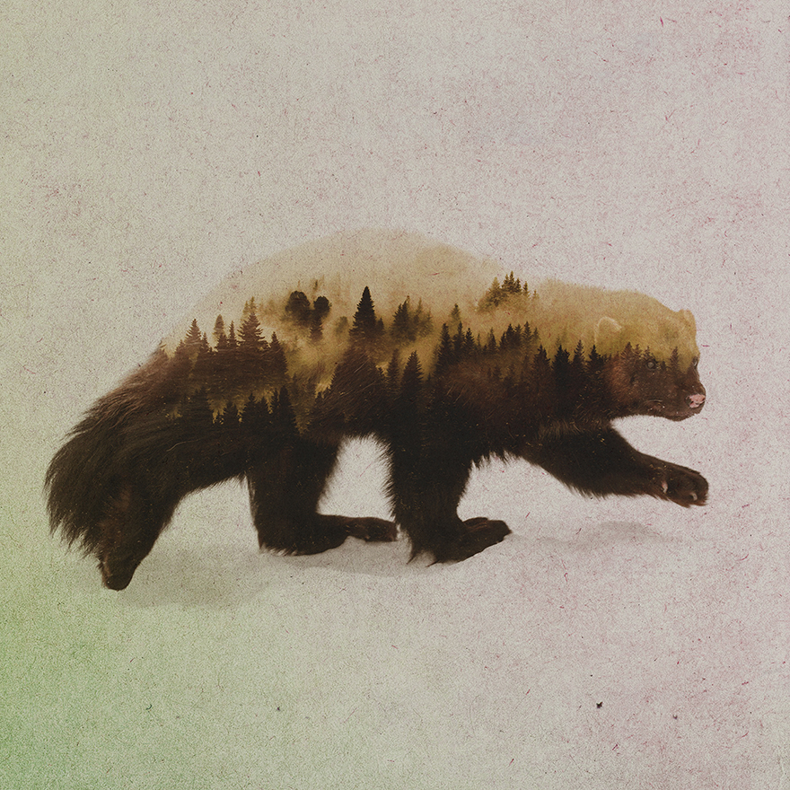 Les photos double exposition animaux-paysages de Andreas Lie photos double exposition animaux paysages de Andreas Lie 3 photos-double-exposition-animaux-paysages-de-Andreas-Lie-3