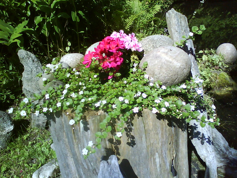 24 souches en pots de fleurs 24 souches en pots de fleurs 10 24-souches-en-pots-de-fleurs-10