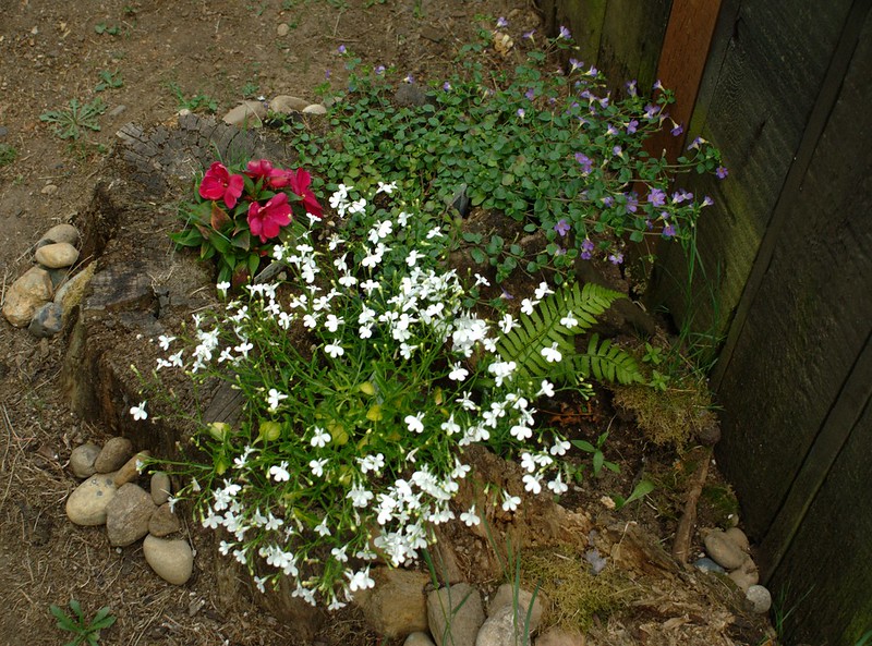 24 souches en pots de fleurs 24 souches en pots de fleurs 11 SONY DSC