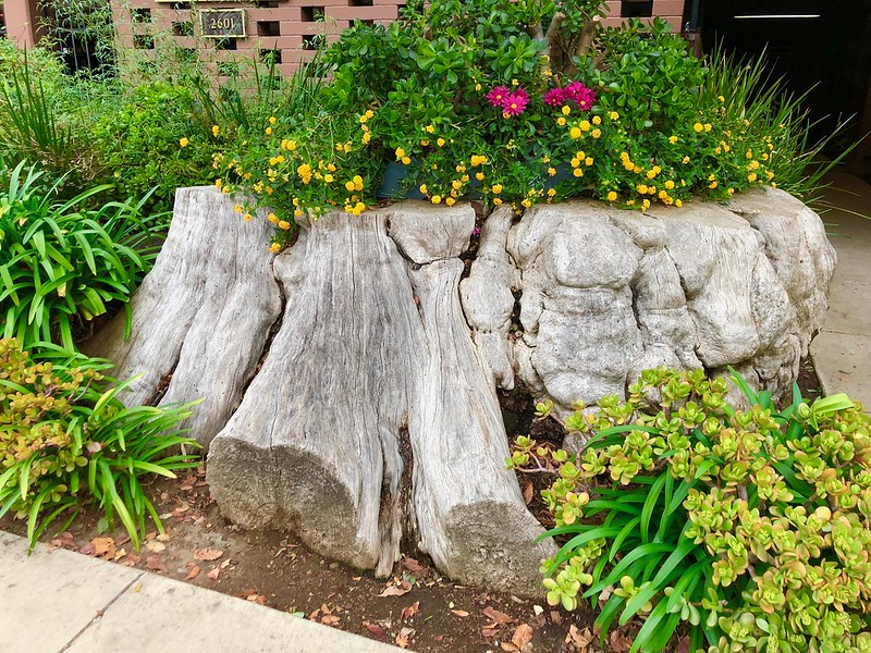 24 souches en pots de fleurs 24 souches en pots de fleurs 12 24-souches-en-pots-de-fleurs-12