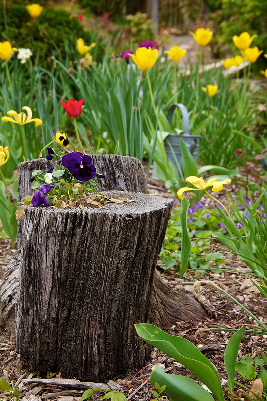 24 souches en pots de fleurs 24 souches en pots de fleurs 13 These flowers are some of the landscaping at Patti’s 1880’s Settlement