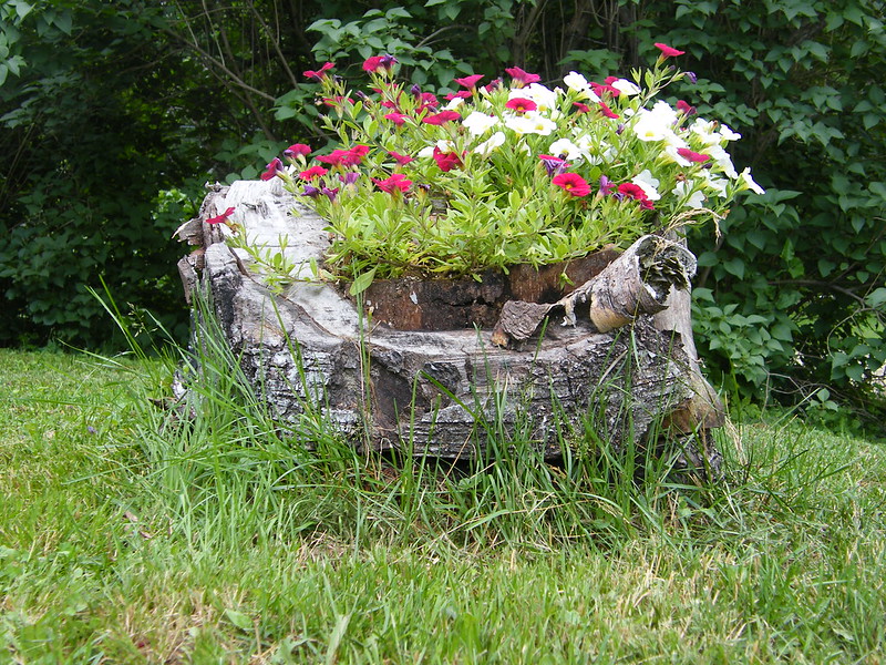 24 souches en pots de fleurs 24 souches en pots de fleurs 14 24-souches-en-pots-de-fleurs-14