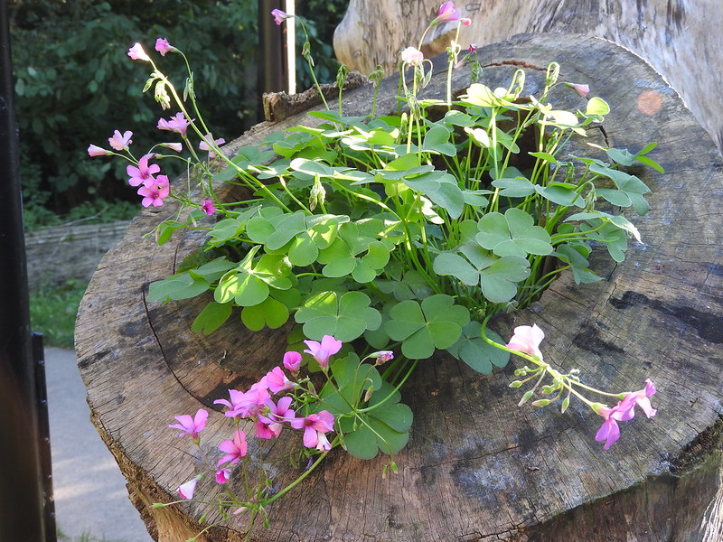 24 souches en pots de fleurs 24 souches en pots de fleurs 16 24-souches-en-pots-de-fleurs-16