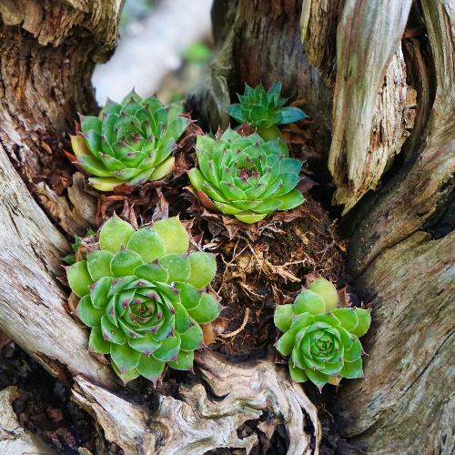 24 souches en pots de fleurs 24 souches en pots de fleurs 2 24-souches-en-pots-de-fleurs-2