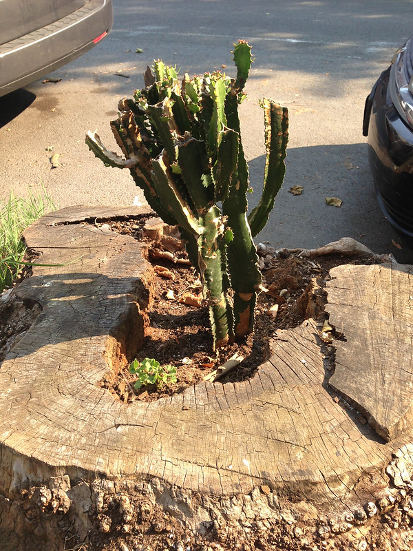24 souches en pots de fleurs 24 souches en pots de fleurs 21 Cool cactus growing out of a tree stump on 72nd Street near 5th