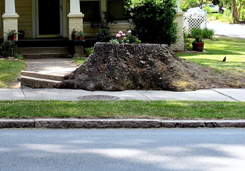 24 souches en pots de fleurs 24 souches en pots de fleurs 22 24-souches-en-pots-de-fleurs-22