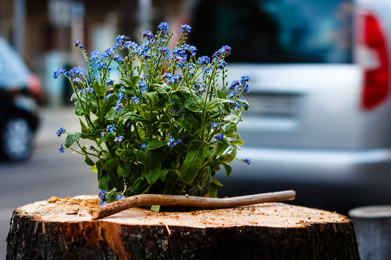 24 souches en pots de fleurs 24 souches en pots de fleurs 3 Vergissmeinnicht im Baumstumpf