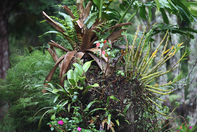 24 souches en pots de fleurs 24 souches en pots de fleurs 6 24-souches-en-pots-de-fleurs-6