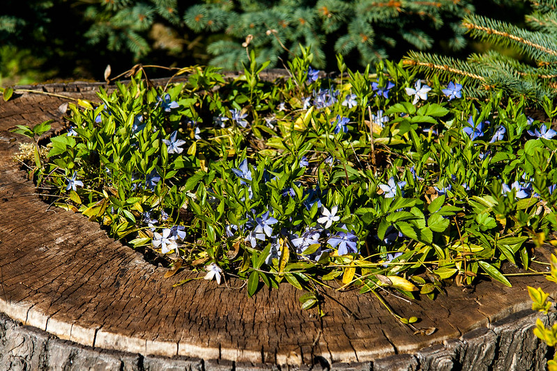 24 souches en pots de fleurs 24 souches en pots de fleurs 7 24-souches-en-pots-de-fleurs-7