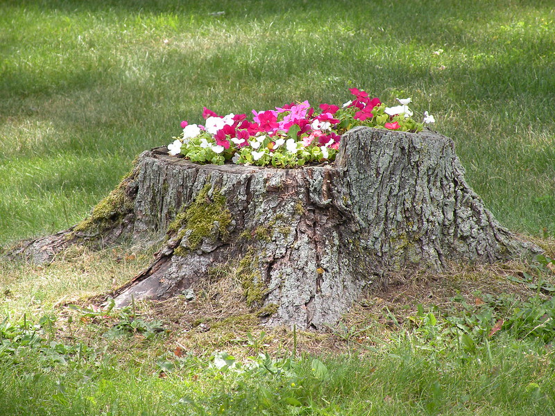 24 souches en pots de fleurs 24 souches en pots de fleurs 8 24-souches-en-pots-de-fleurs-8