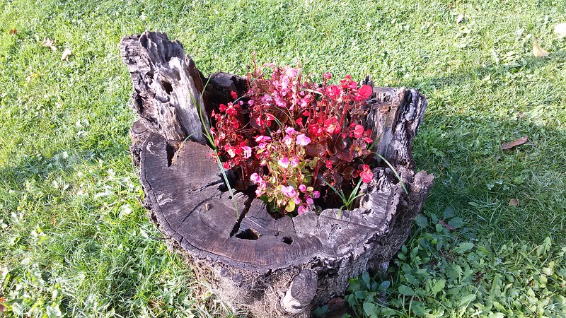 24 souches en pots de fleurs 24 souches en pots de fleurs 9 24-souches-en-pots-de-fleurs-9