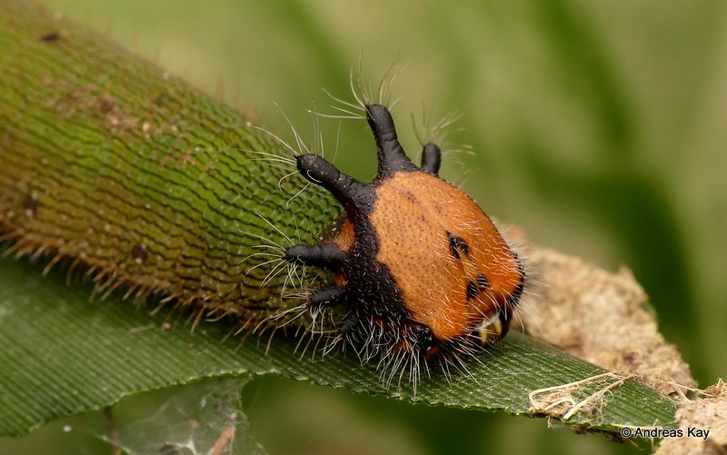 Cette chrysalide qui ressemble à un serpent Cette chrysalide qui ressemble a un serpent Dynastor darius 2 Cette-chrysalide-qui-ressemble-a-un-serpent-Dynastor-darius-2